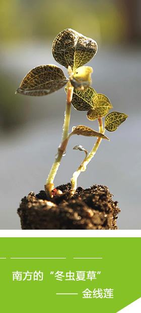 南方的冬蟲夏草-金線蓮